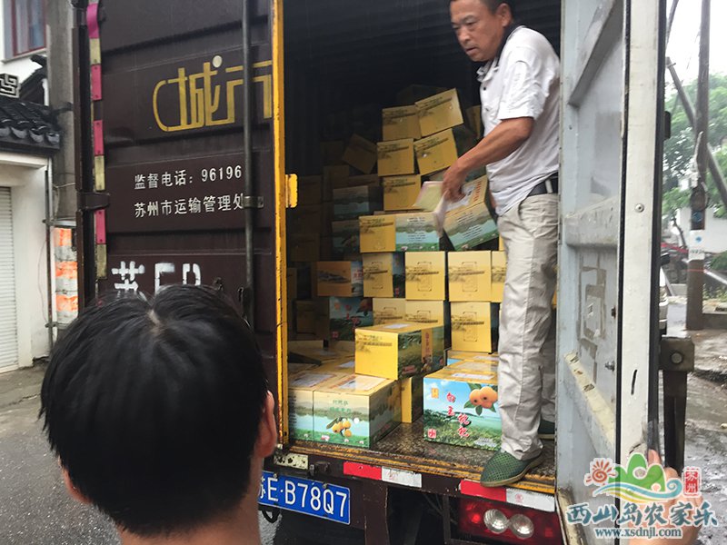 西山青種枇杷這些細節你知道多少